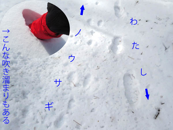 photo：ノウサギとすれ違いか・地附山
