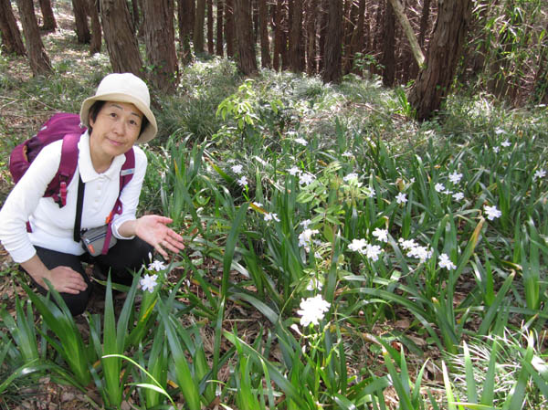 photo：シャガの花が満開・念仏山