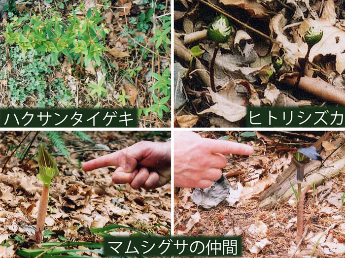 photo：ハクサンタイゲキ,ヒトリシズカ,マムシグサ 2003.3.29・弘法山