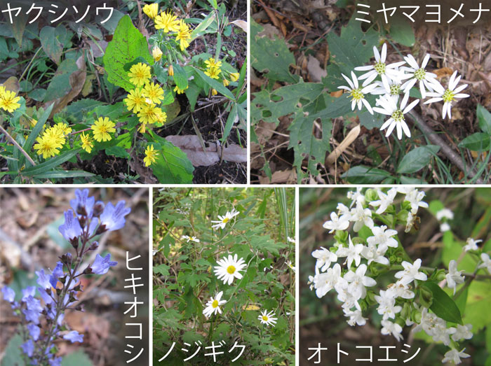 photo：ヤクシソウ,ミヤマヨメナ,ヒキオコシ,ノジギク,オトコエシ・弘法山