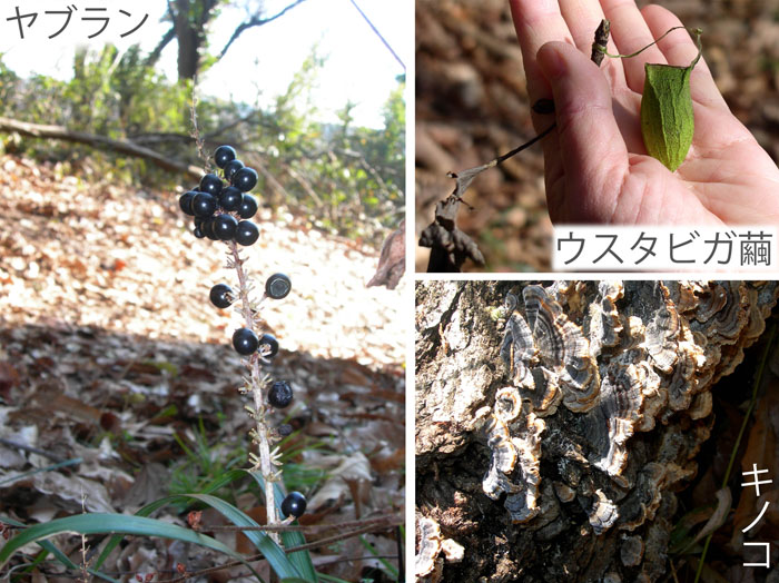 photo：ヤブランの実,ウスタビガの繭,キノコ・念仏山