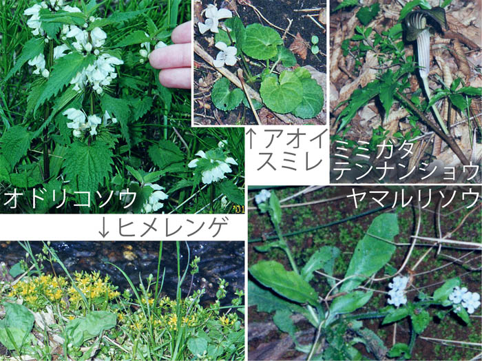 photo：オドリコソウ,アオイスミレ,ミミガタテンナンショウ,ヒメレンゲ,ヤマルリソウ・大山