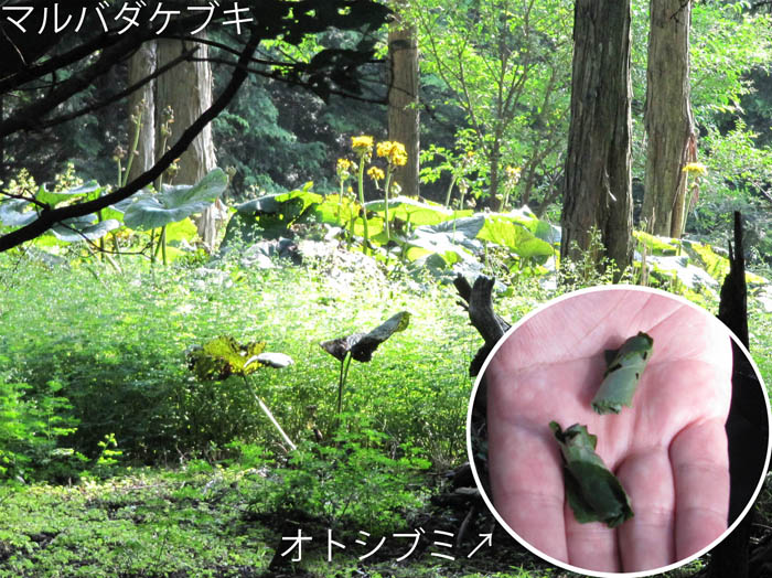 photo：緑豊かな森,マルマデケブキ,オトシブミ・大山