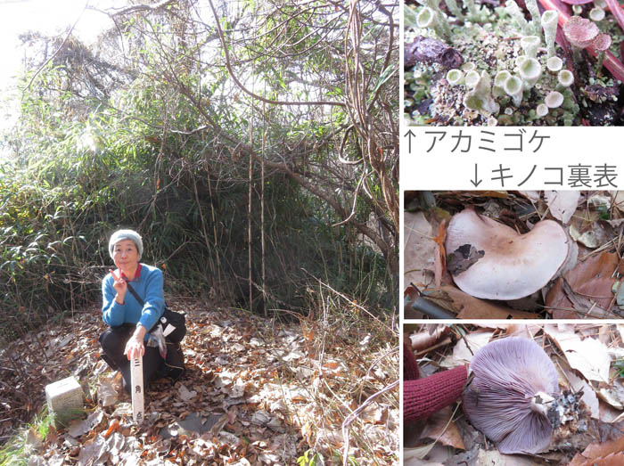 photo：アカミゴケ,キノコ,落ち葉・大峰山