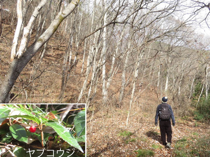 photo：ヤブコウジの実・歌ヶ丘の森