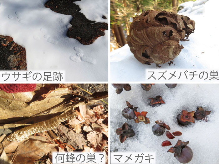 photo：ウサギの足跡,スズメバチの巣,蜂の巣,マメガキ・地附山