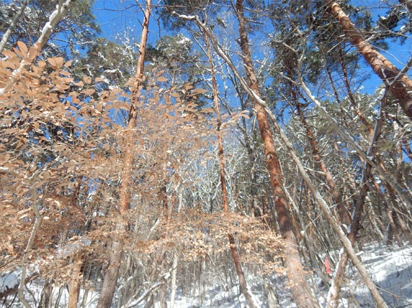 photo：ヤマコウバシ・大峰山登山道