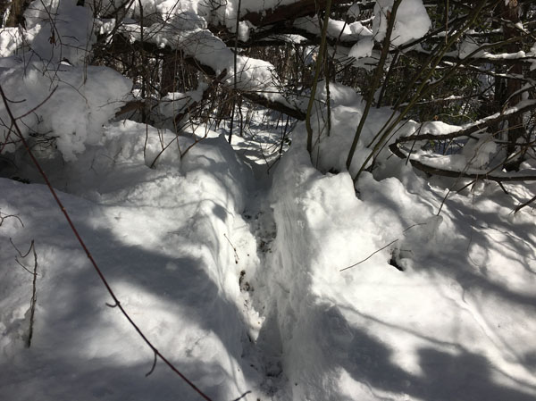 photo：雪の中の獣道・大峰沢
