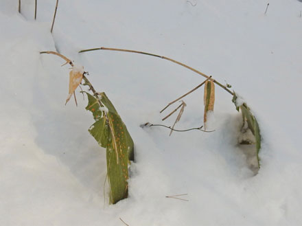 photo：笹が食べられている？・大峰山、地附山