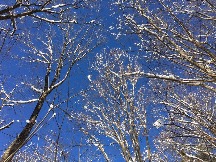 photo：幹に張りついた雪・大峰山