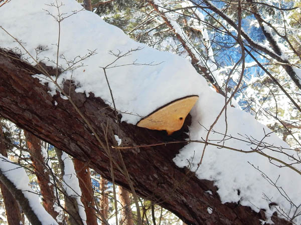 photo：雪を乗せた巨大サルノコシカケ・大峰山