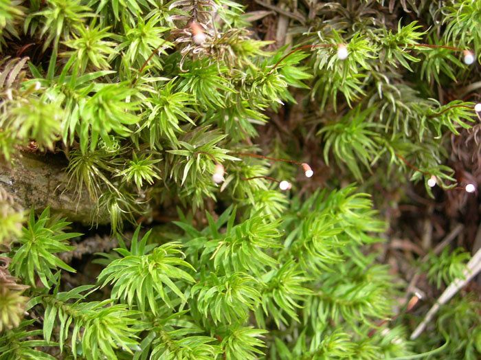 photo：苔の胞子か　尾鷲辻・大台ヶ原