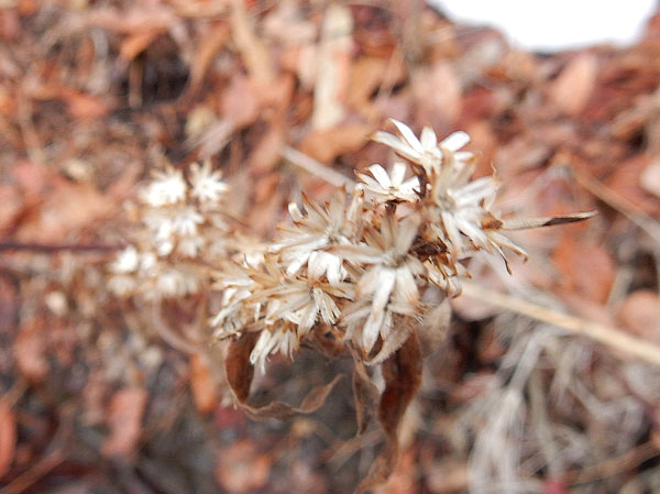 photo：アキノキリンソウ・茶臼山