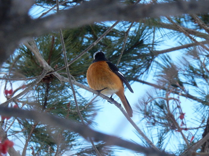 photo：ジョウビタキ・茶臼山