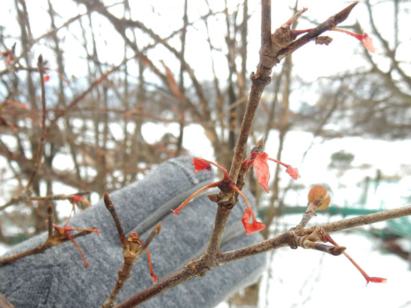 photo：木の実？鳥に食べられた後・茶臼山