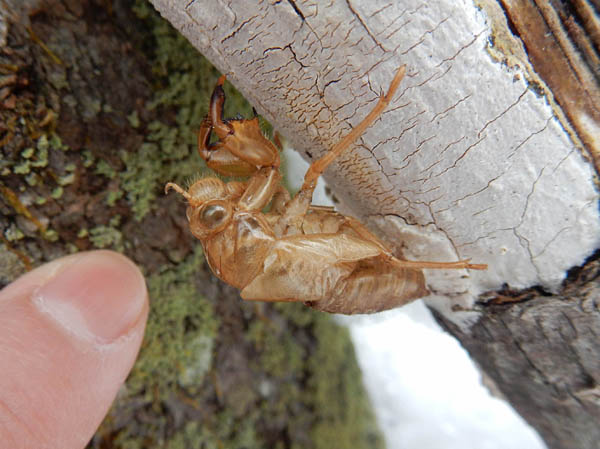 photo：ハルゼミの抜け殻・茶臼山