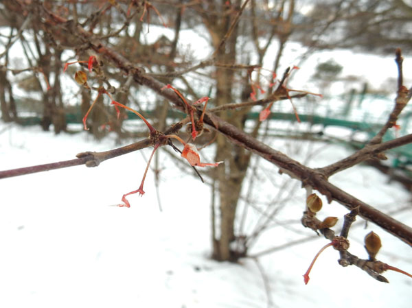 photo：なんの木だろう・茶臼山