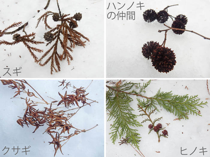 photo：木の実・スギ,ハンノキの仲間,クサギ,サワラ・茶臼山