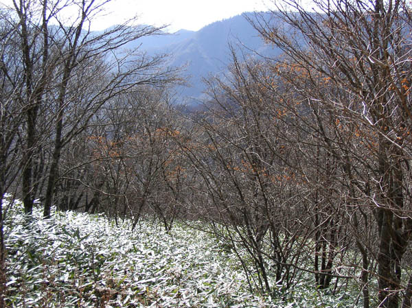 photo：光る笹・雁ヶ腹摺山