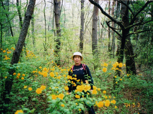 photo：ヤエヤマブキが満開・茅ヶ岳