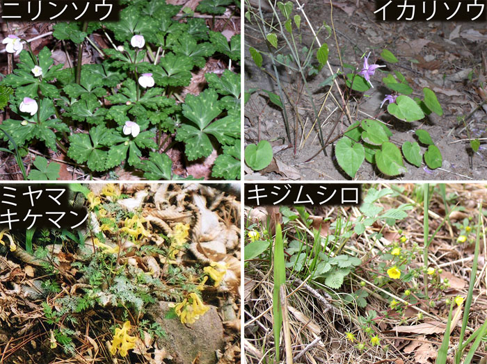 photo：春の花・ニリンソウ,イカリソウ,ミヤマキケマン,キジムシロ・茅ヶ岳