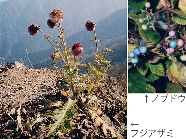 photo：ノブドウ,フジアザミ・丹沢山