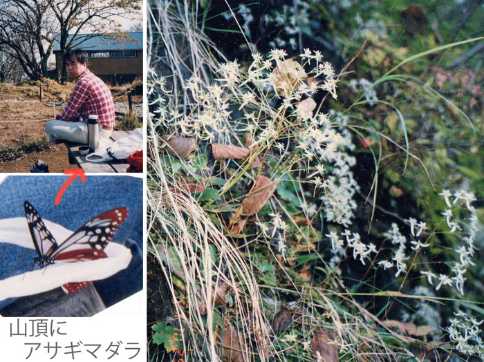 photo：ダイモンジソウ,アサギマダラ・丹沢山