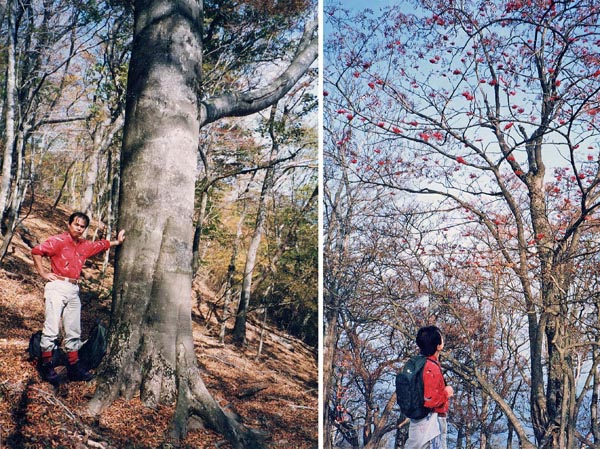 photo：ブナやナナカマドの大木・丹沢山