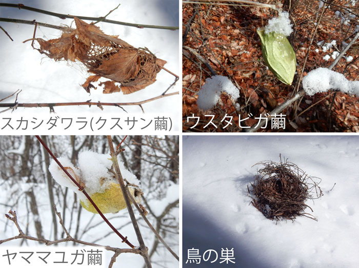photo：小さな生き物たちの痕跡・スカシダワラ（クスサン繭）,ウスタビガ繭,ヤママユガ繭,鳥の巣・地附山