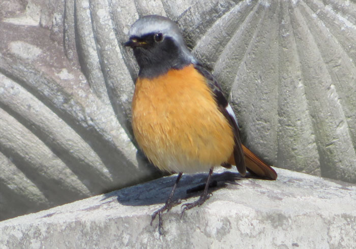 photo：ジョウビタキ・善光寺さん境内