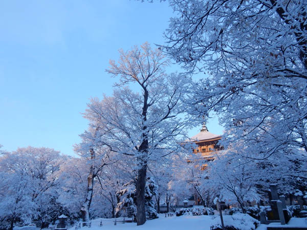 photo：輝く雪の花
