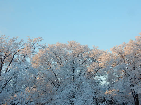 photo：輝く雪の花