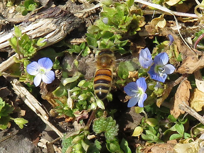 photo：オオイヌノフグリと花蜂・頼朝山登山口付近