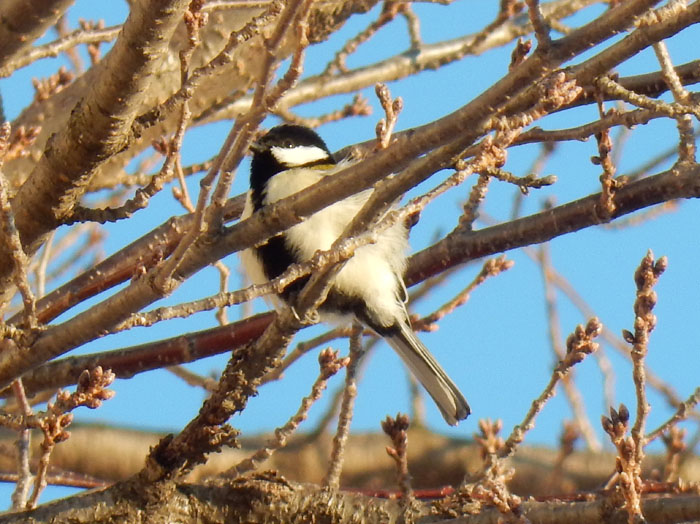 photo：シジュウカラ・箱清水公園