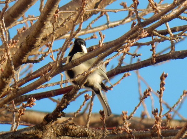 photo：シジュウカラ・箱清水公園