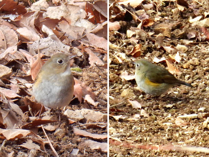 photo：登山道にやってきた小鳥（メジロ？）・有明山