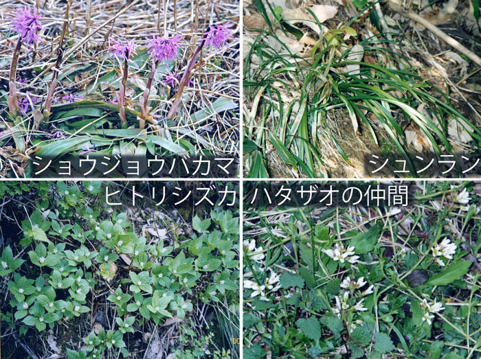 photo ショウジョウバカマ,シュンラン,ヒトリシズカ,ハタザオの仲間・伊吹山