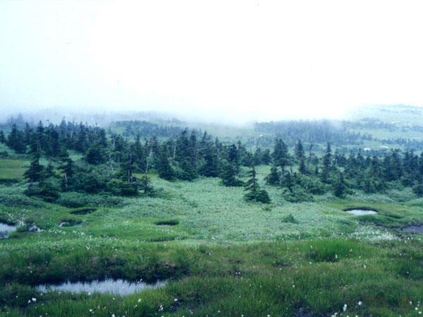 photo 池塘が続く・苗場山