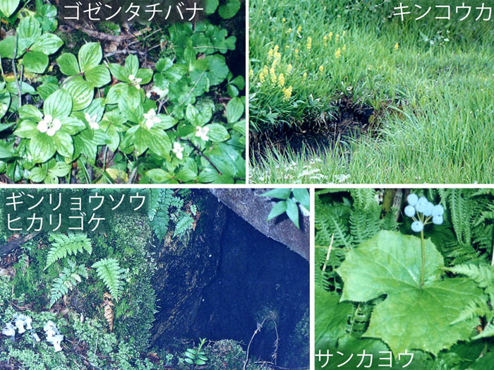photo 季節を彩る,ゴゼンタチバナ,キンコウカ,ギンリョウソウ,ヒカリゴケ,サンカヨウの実・苗場山