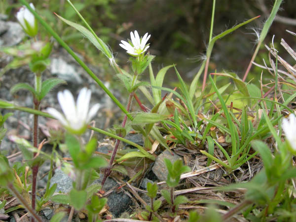 photo ナデシコ科の花？・シダンゴ山