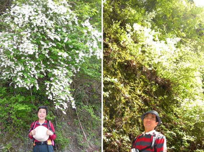 photo 道に降りかかるようなウツギ・秦野峠林道