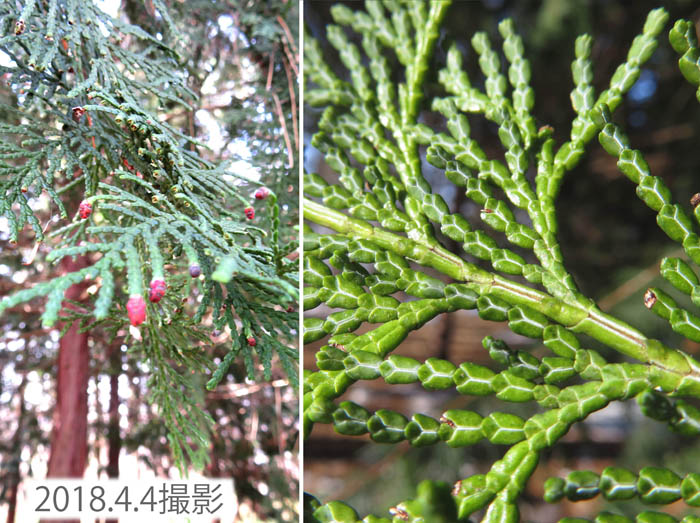 photo：葉裏がＹに見えるのはヒノキ？ 斎場山