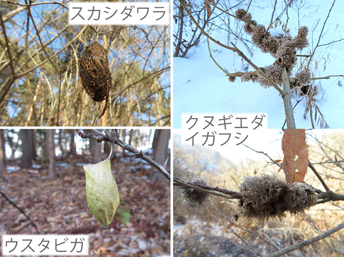 photo：いろいろな形の昆虫の蛹や繭,スカシダワラ,ウスタビガ,クヌギエダイガフシ・斎場山,天城山