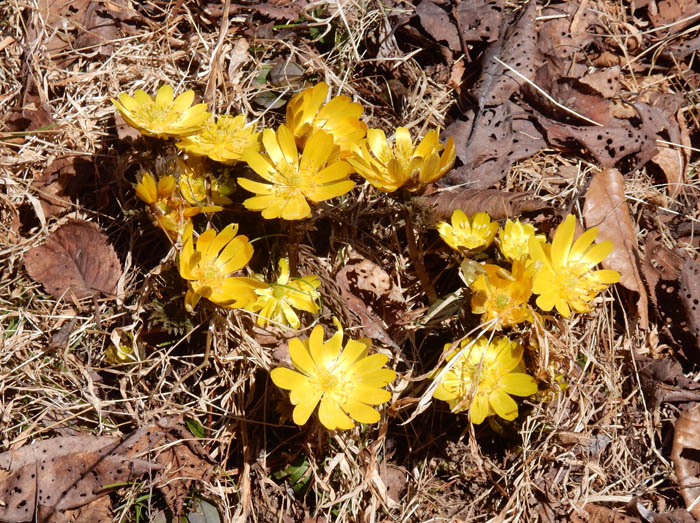 photo：フクジュソウの花・大塚古墳