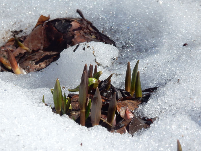 photo：バイモの芽吹き・陣馬平
