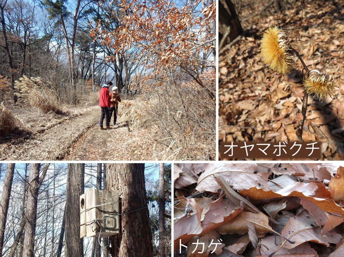 photo：オヤマボクチ,鳥の巣箱,トカゲ・斎場山
