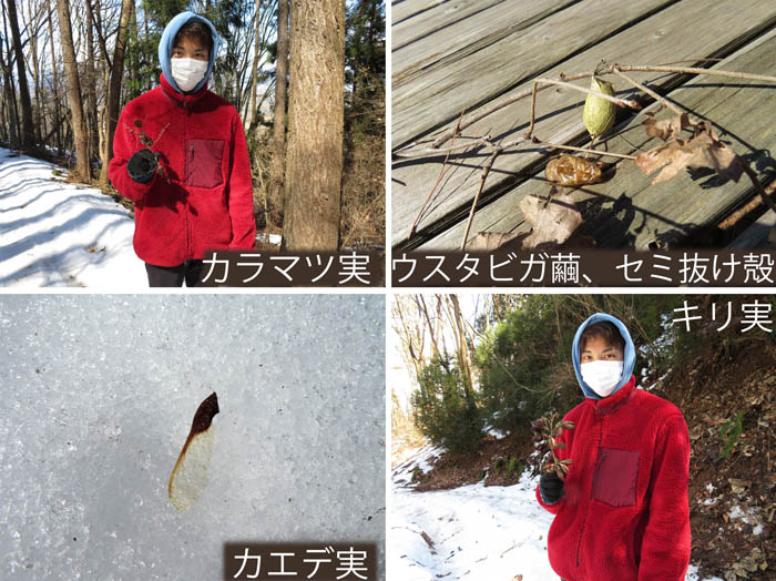 photo：カラマツの実,ウスタビガ繭,セミ抜け殻,カエデ実,キリ実・斎場山