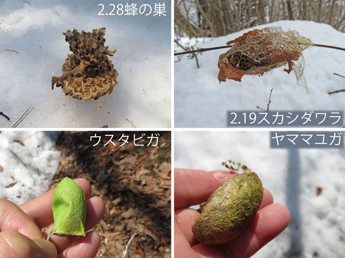 photo：山にはいろいろな生き物がいる・地附山