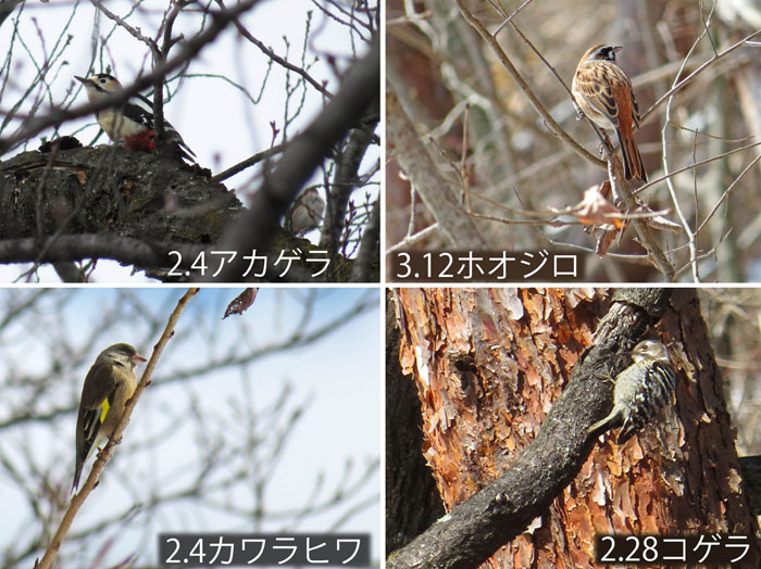 photo：アカゲラ,ホオジロ,カワラヒワ,コゲラ・地附山