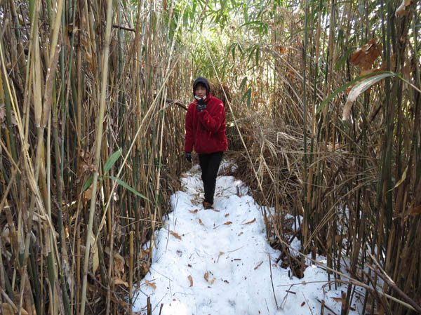 photo：竹のトンネルをくぐる